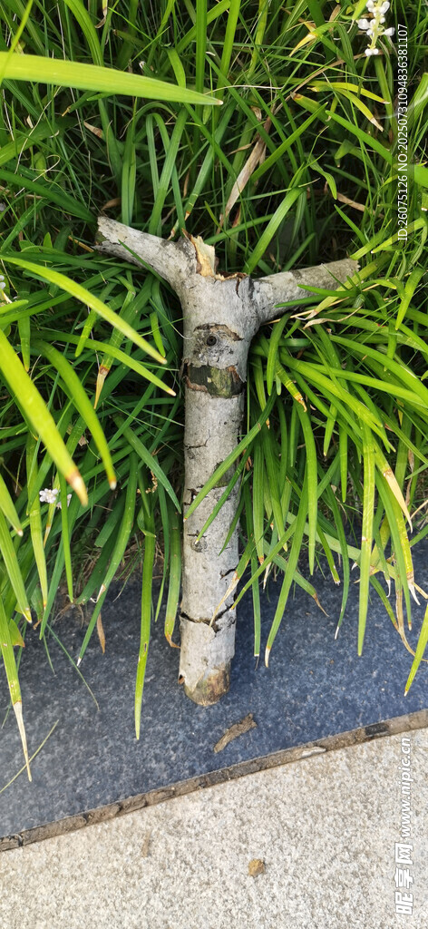 草丛中的枯树枝