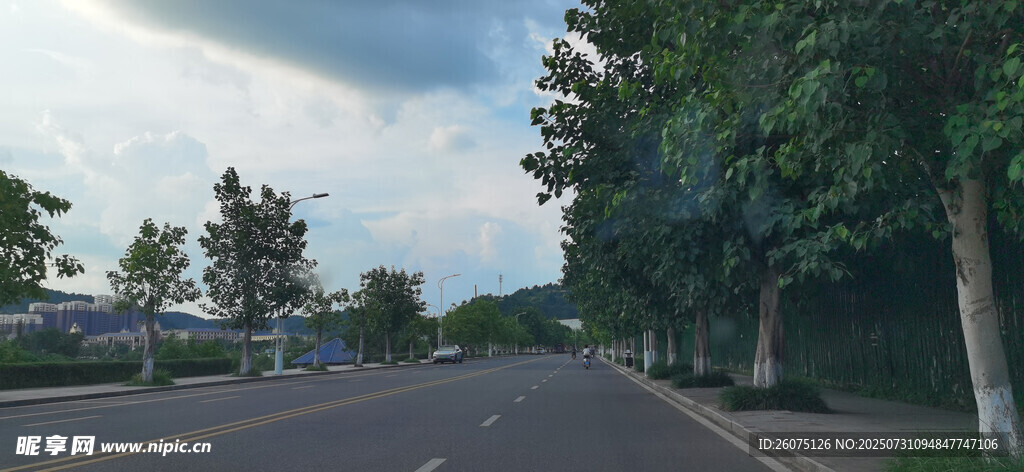 城市道路旁的绿树与天空