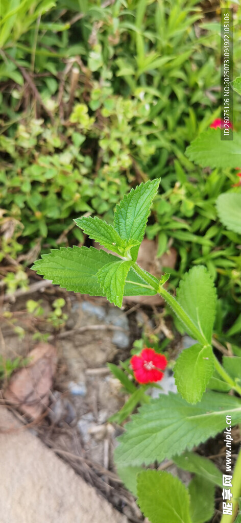 绿叶丛中的娇艳小红花