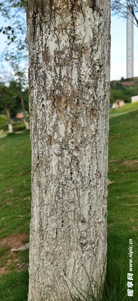 树干旁的草地与远处景致