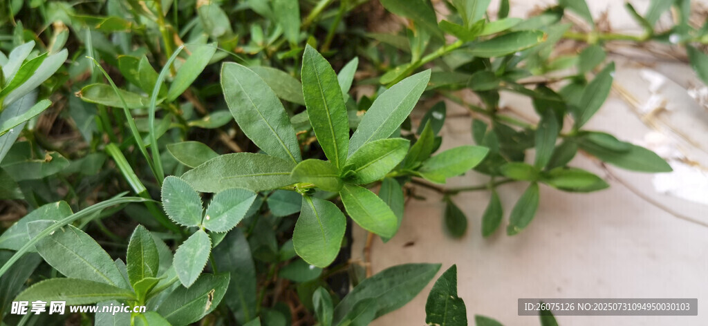 翠绿蓬勃的空心莲子草