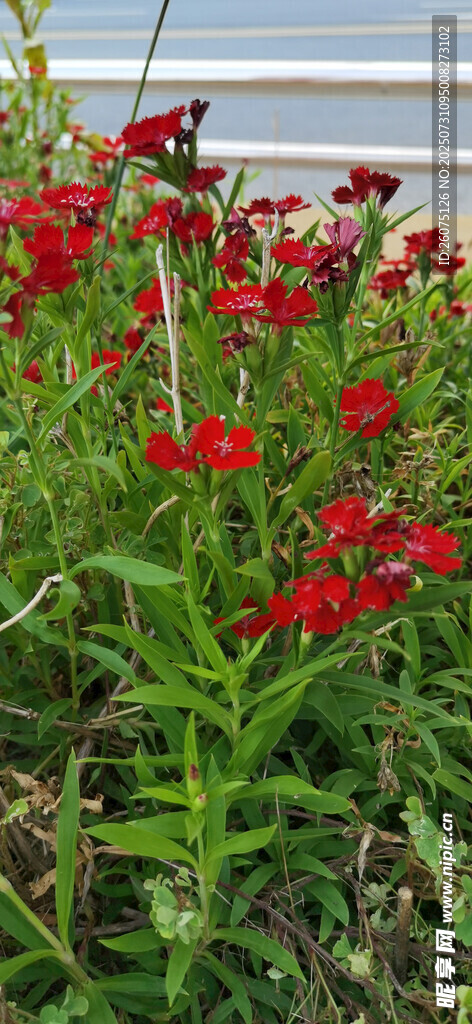 鲜艳红石竹花朵朵绽放