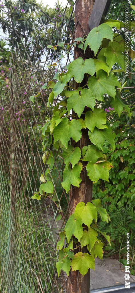藤蔓缠绕的绿植景观