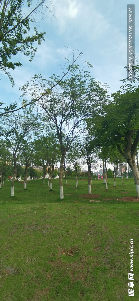 绿意盎然的户外草地风景