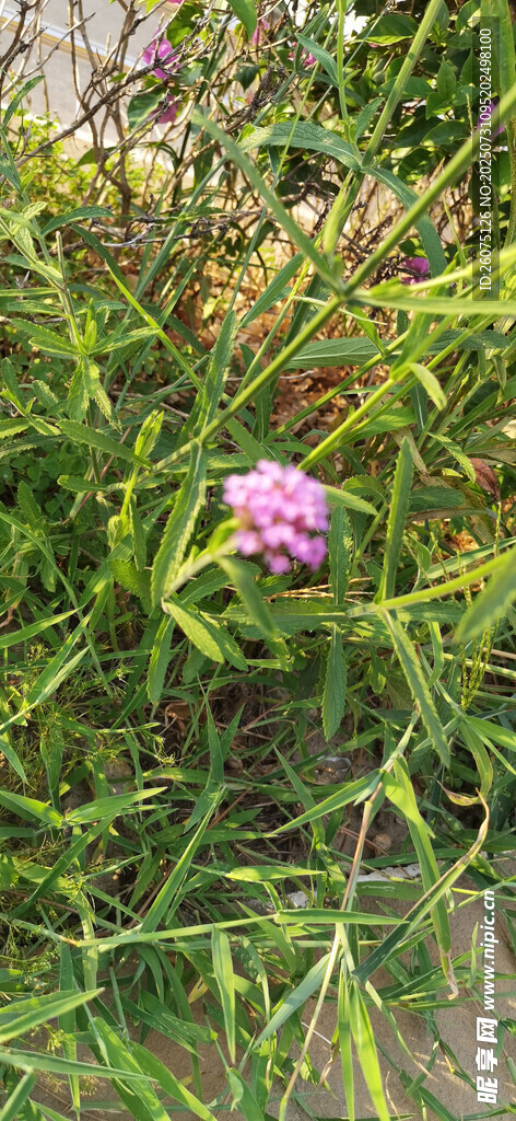 绿叶丛中的紫色小花