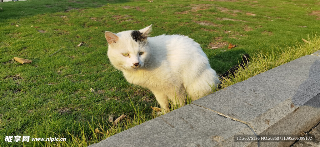 草地上的可爱白色小猫