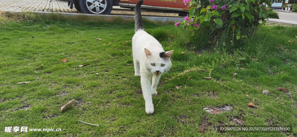 草地上行走的白色猫咪
