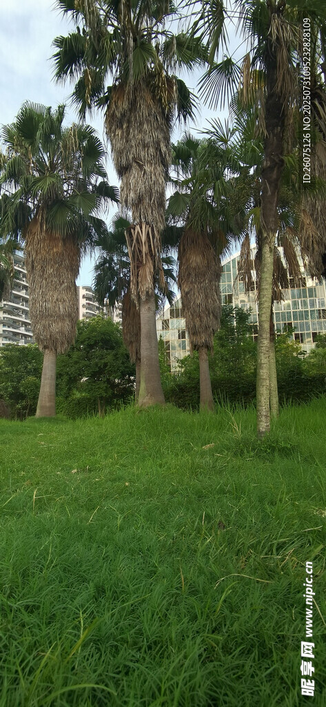 绿草地旁的高大棕榈树