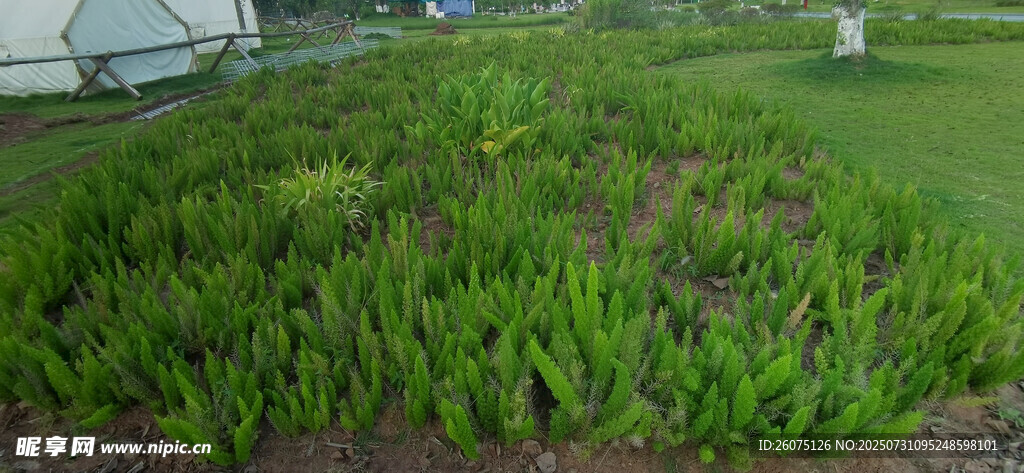 绿意盎然的狐尾天门冬景观