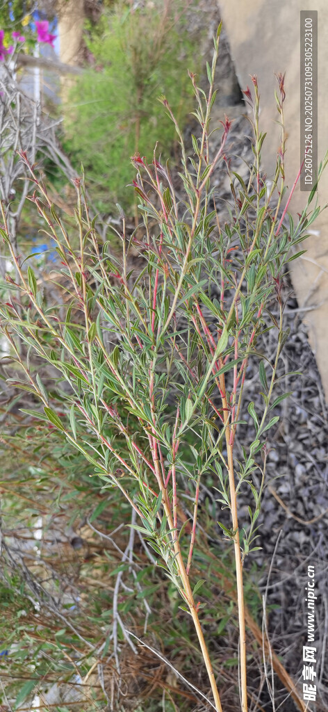 地面的枝丫及周边植物