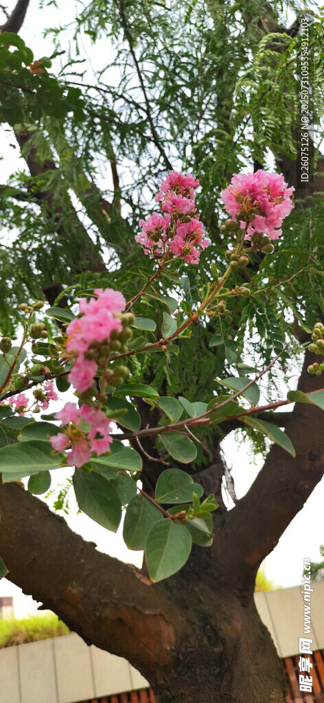 繁花满树的美丽景观