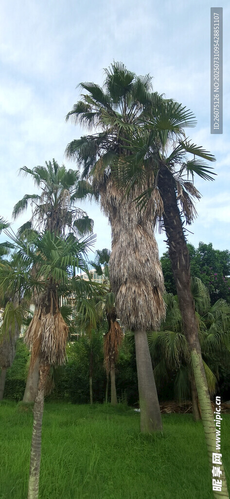 户外草地上高大的棕榈树景观
