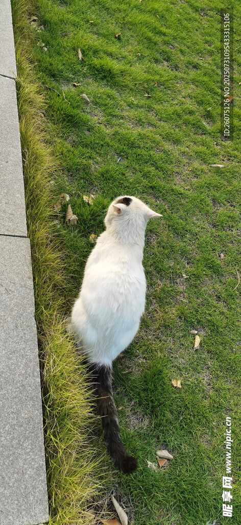 草地上的白色猫咪背影