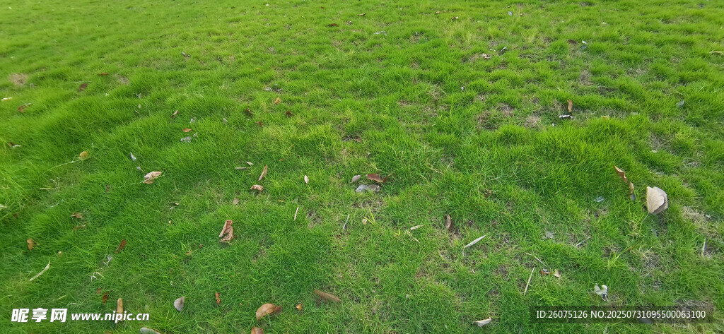 翠绿草地
