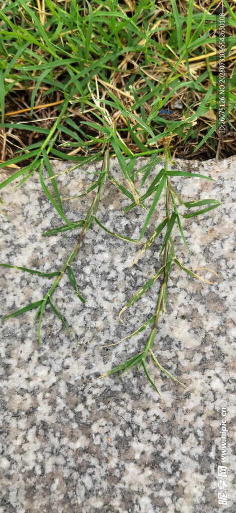 嫩绿小草蔓延至路沿
