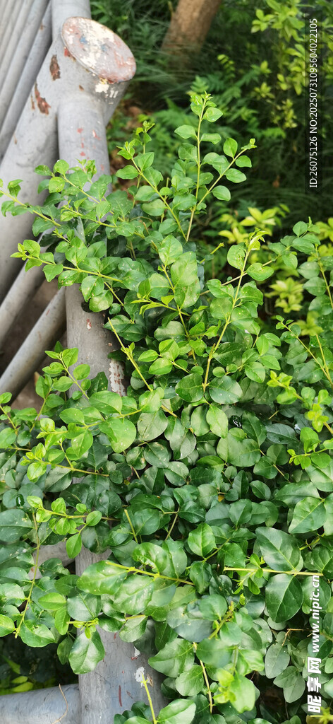 繁茂的枝叶跨过铁艺护栏景观