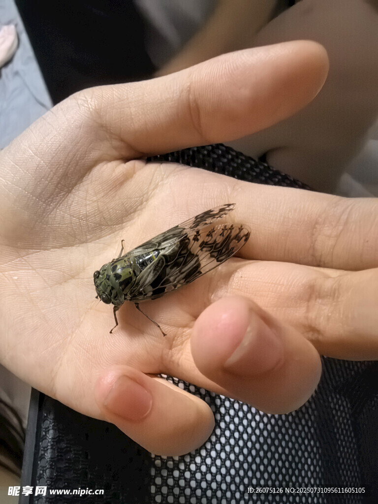 手掌上的绿色蝉