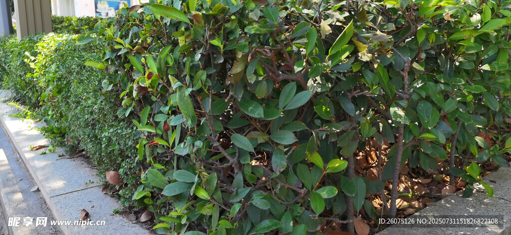 整齐绿植墙