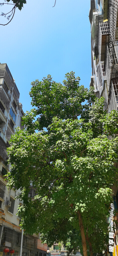 绿树掩映下的城市建筑