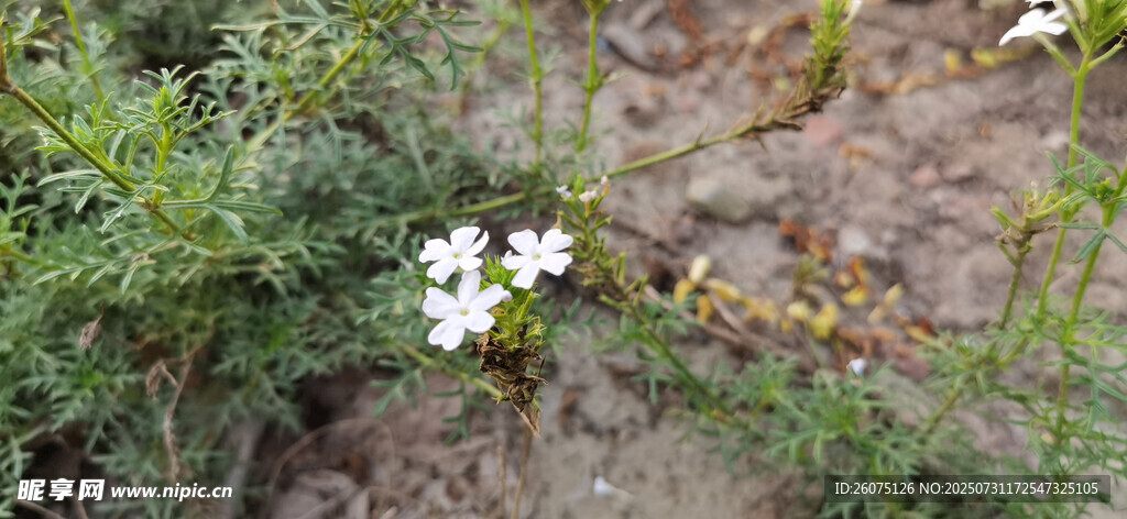 石边绽放的素雅小白花