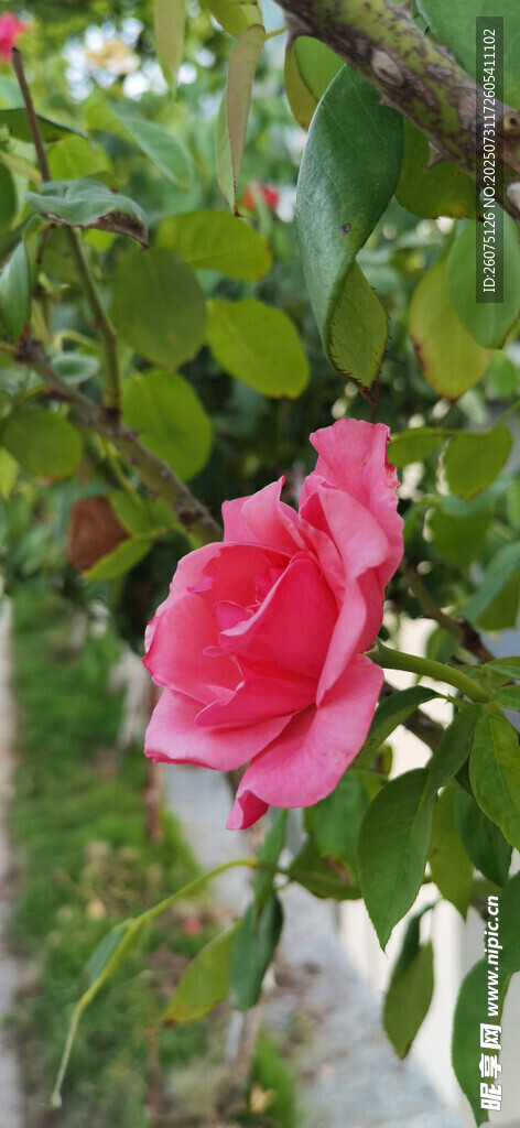 娇艳欲滴的枝头粉色月季花朵