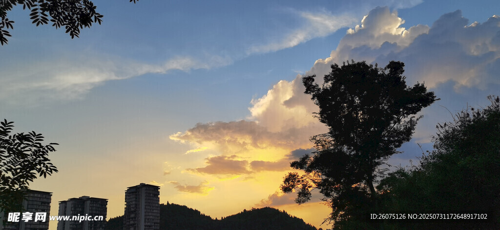 夕阳下的城市与树木景观
