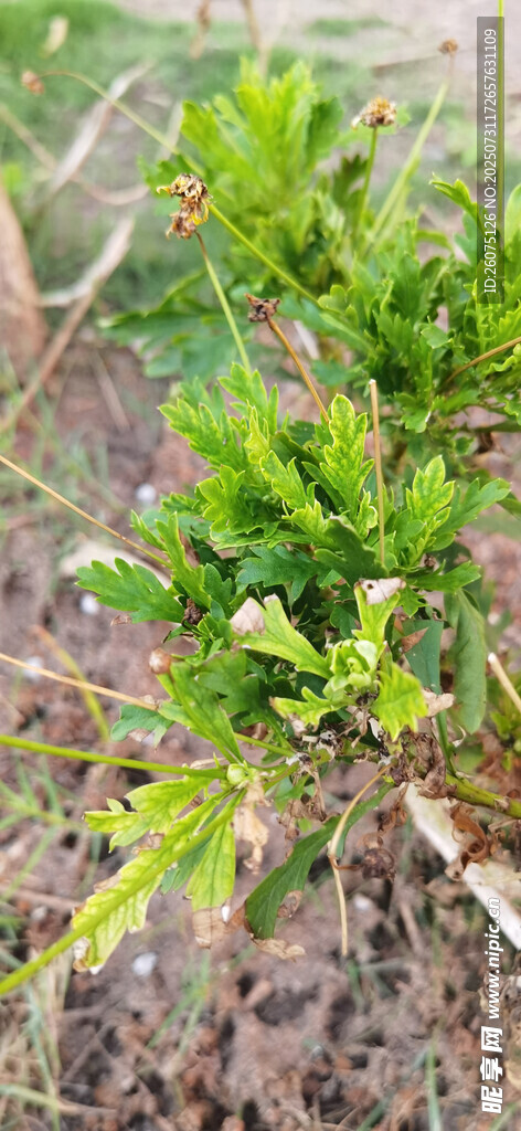 嫩绿植物生机初显