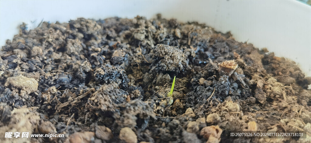 白色花盆中土壤与破土而出的新芽