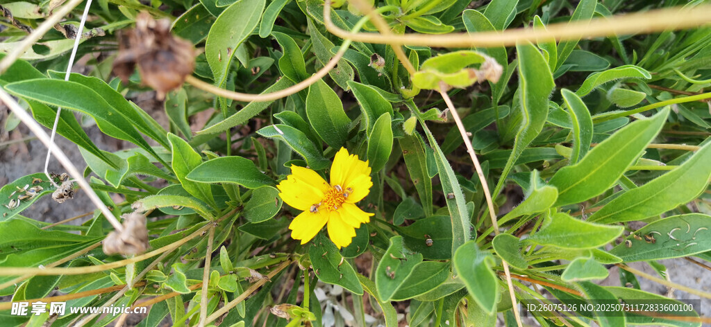 草丛中的黄色小花