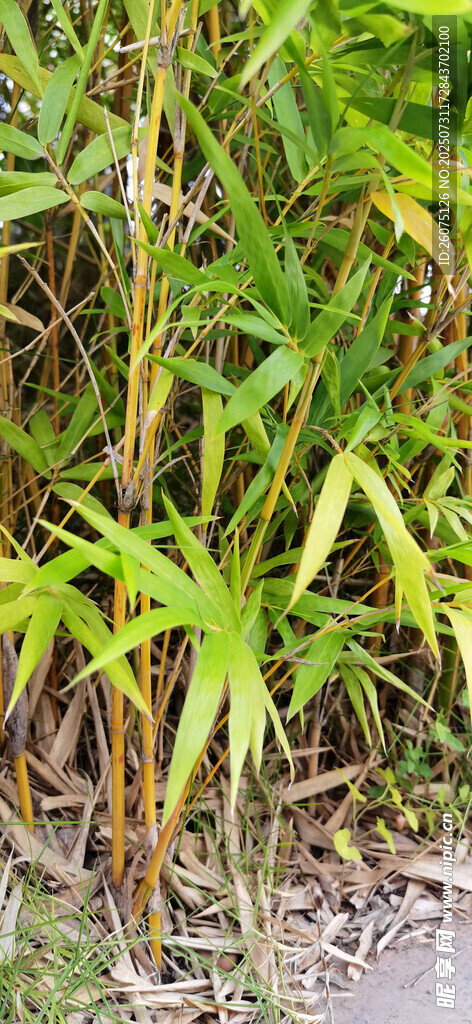 公园里繁茂的金竹