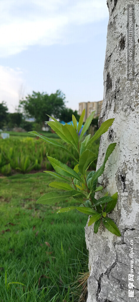树干与嫩绿新枝景象