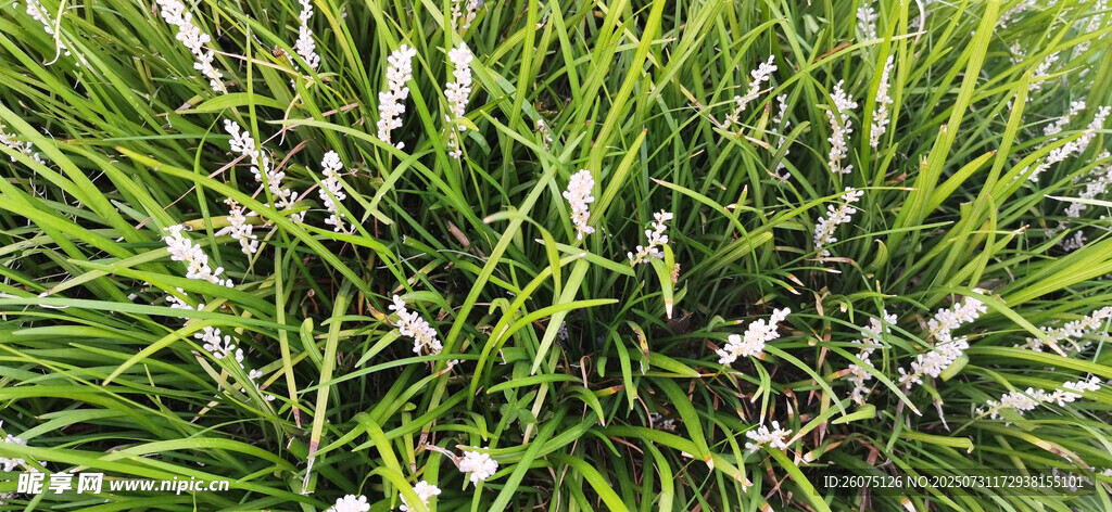 翠绿麦冬草丛中的麦冬花