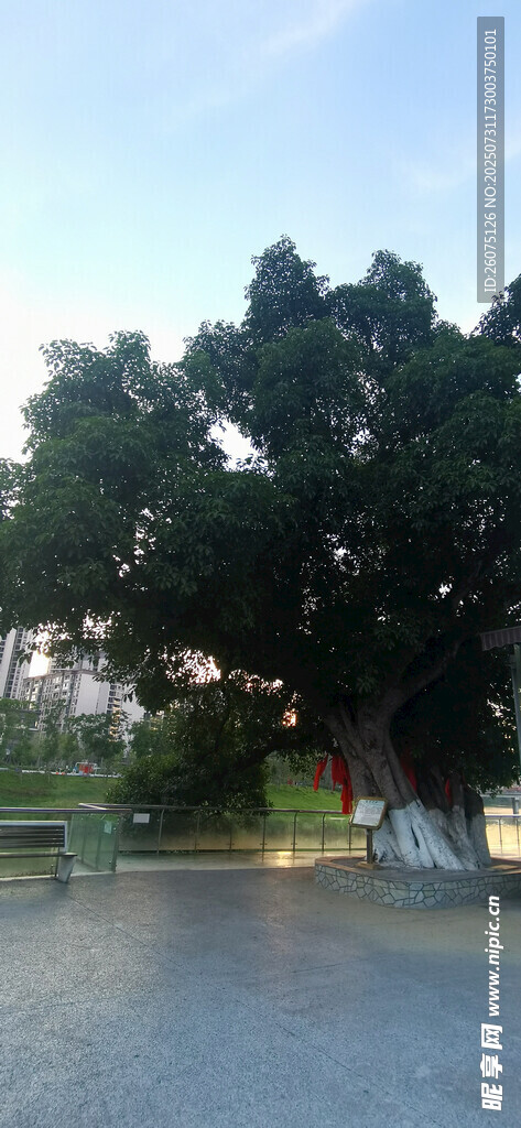 古树下的宁静户外场景