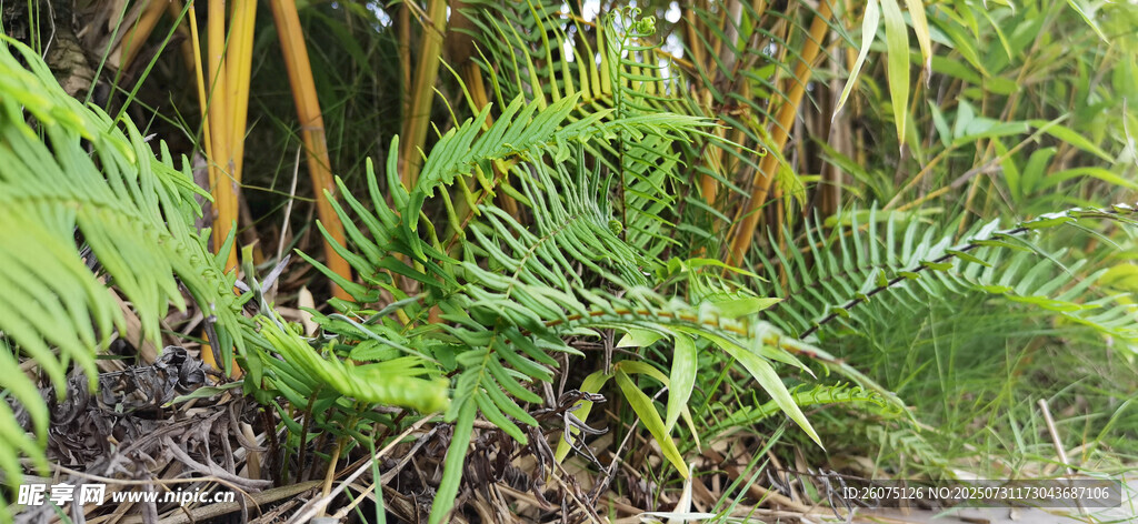 繁茂蕨类绿植景观