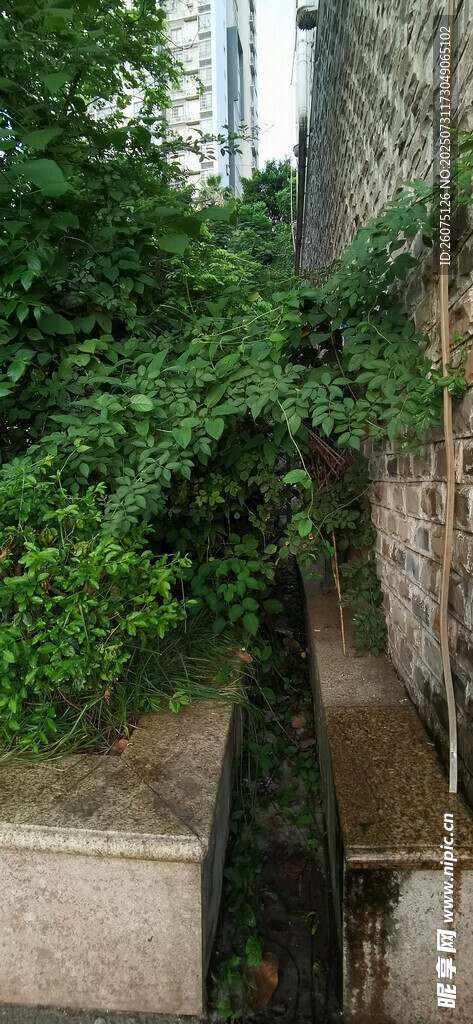 绿植攀爬于建筑墙面