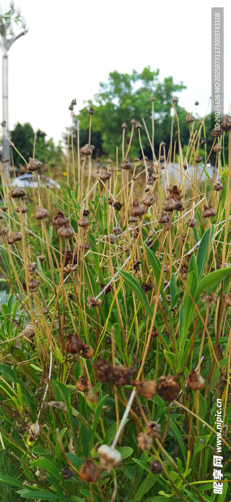 野外挺立的带穗植物