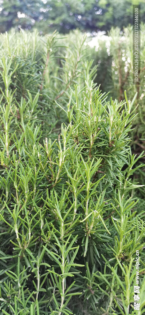 田野中的茂盛迷迭香