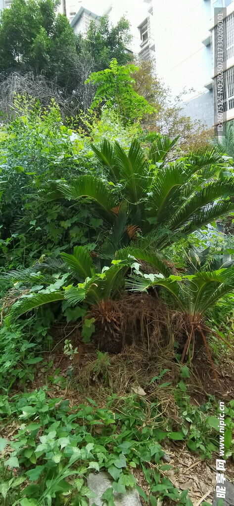 繁茂铁树与绿植藤蔓景观