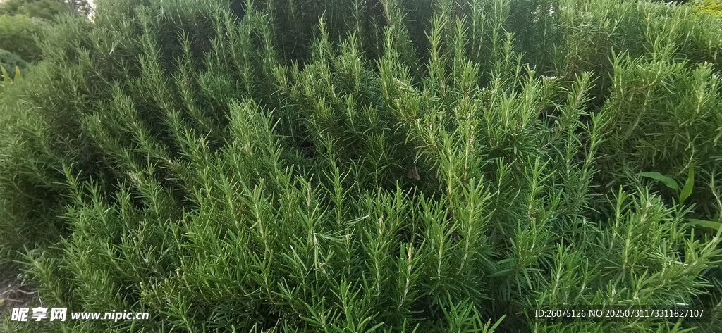 茂密迷迭香绿植景观