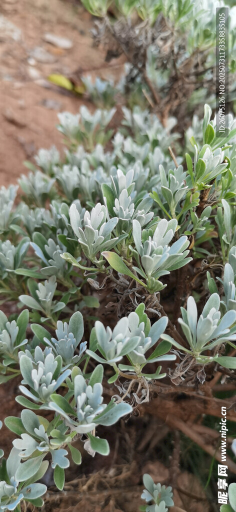 灰绿色植物近景特写