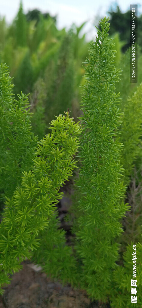 翠绿丛生狐尾天门冬植物特写