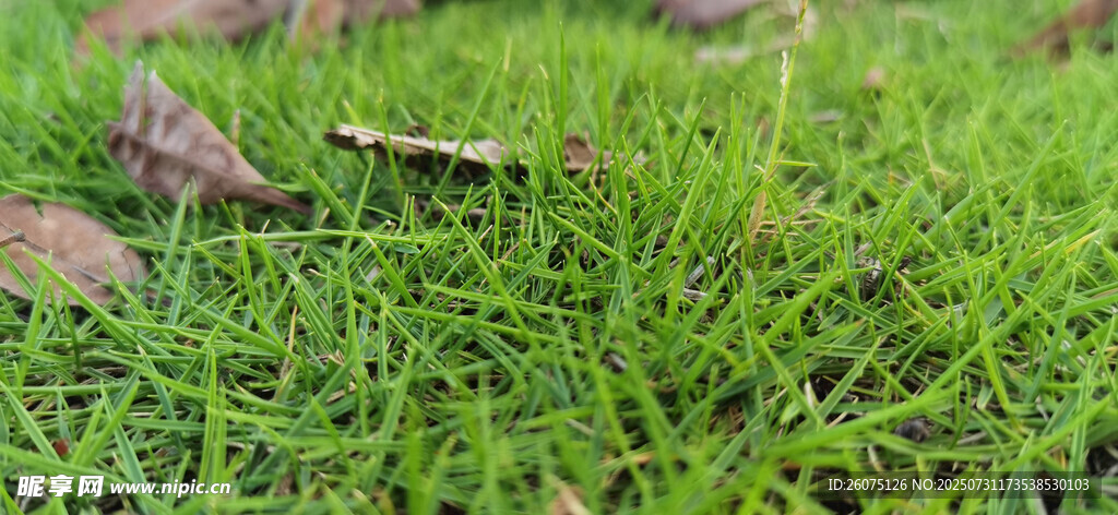 翠绿草地与落叶景象