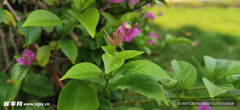 绿叶间绽放的粉色小花