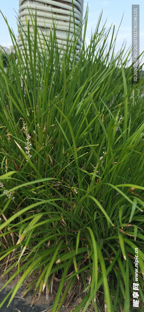 茂盛的绿草