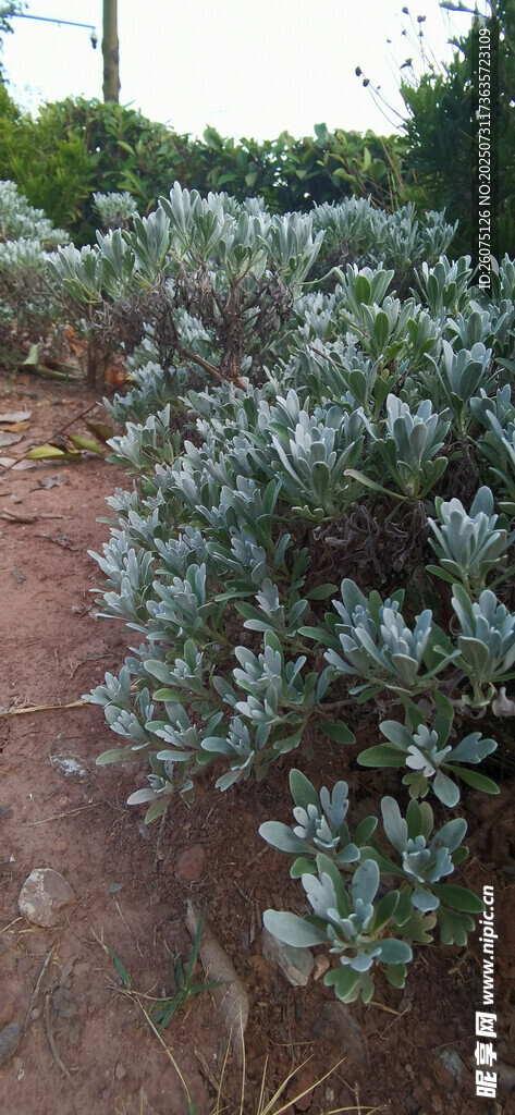 银叶植物景观