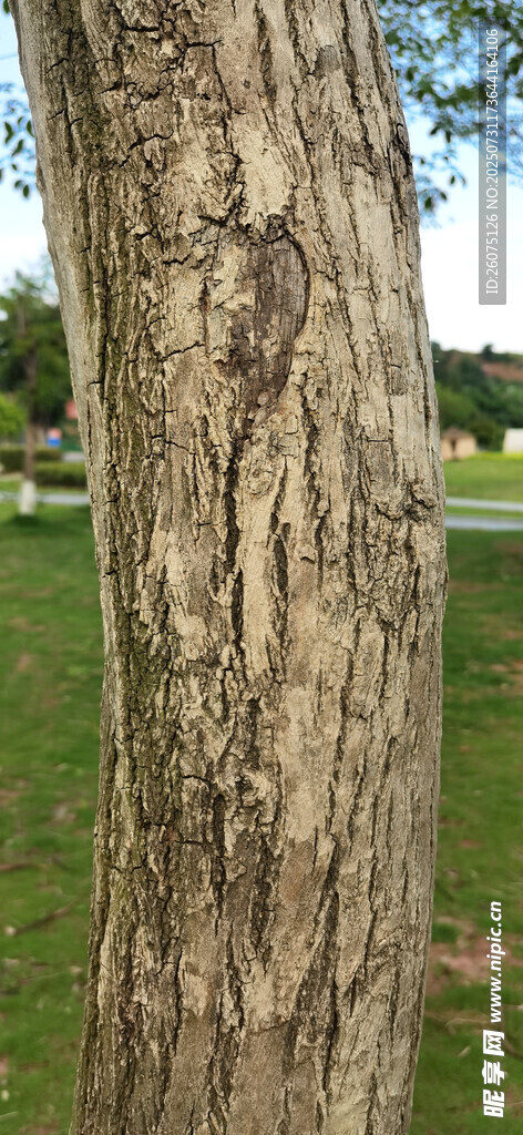 树干纹理特写