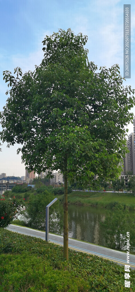 湖畔绿树风景