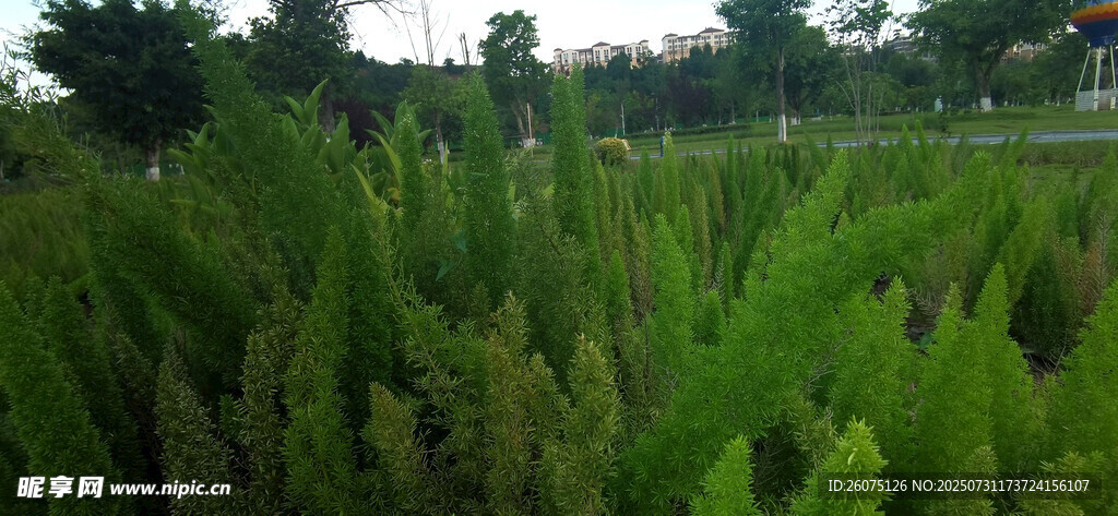 翠绿茂盛的狐尾天门冬景观