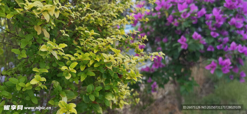 多彩花卉与绿植景观