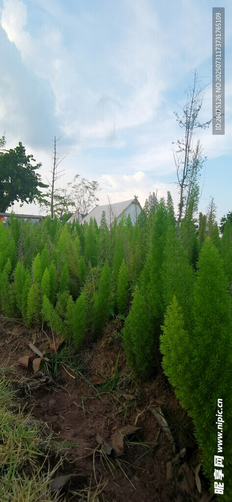 整齐的绿色狐尾天门冬种植地